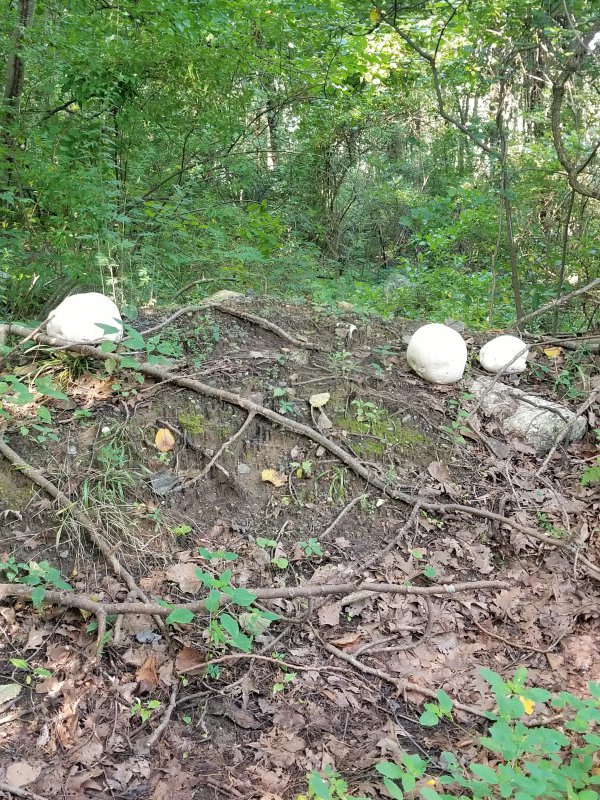 20170821_091442.jpg