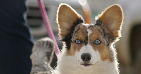 bat-ear.jpg