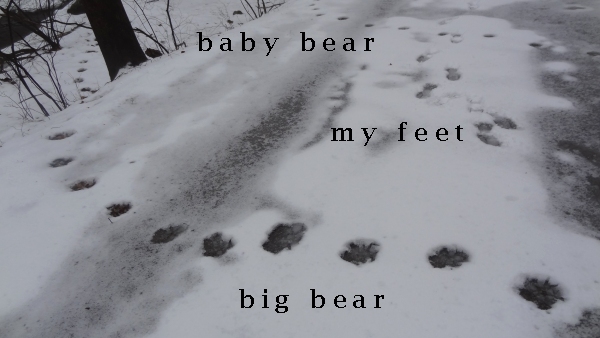 Bear feet05.jpg