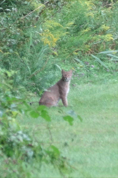 Bobcat01.jpg