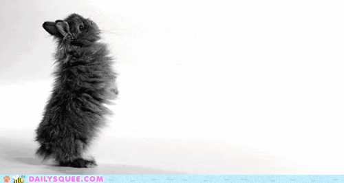 bunny clap.gif