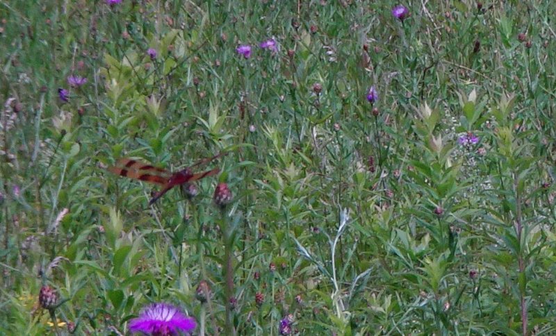 Dsc00425.jpg