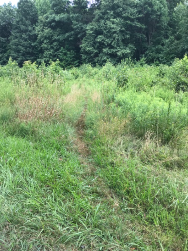 IMG_0557 B trail before.jpeg