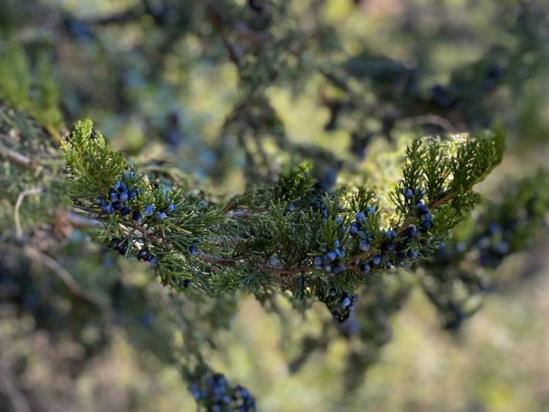 IMG_1087.jpg