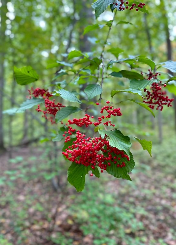 IMG_5011.jpg