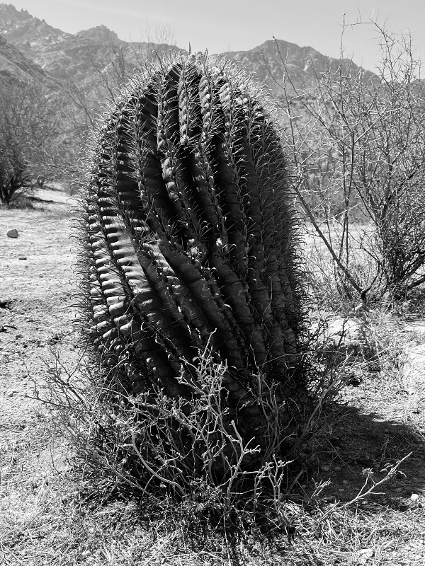 IMG_5019.jpeg