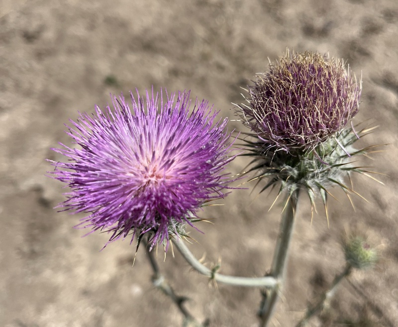 IMG_5024.jpeg