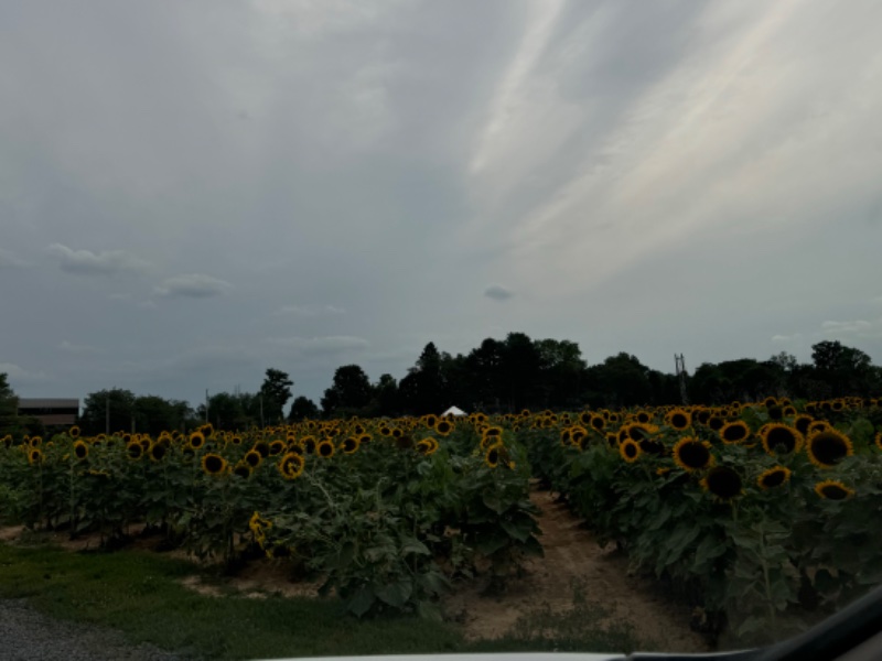 IMG_7884.jpeg