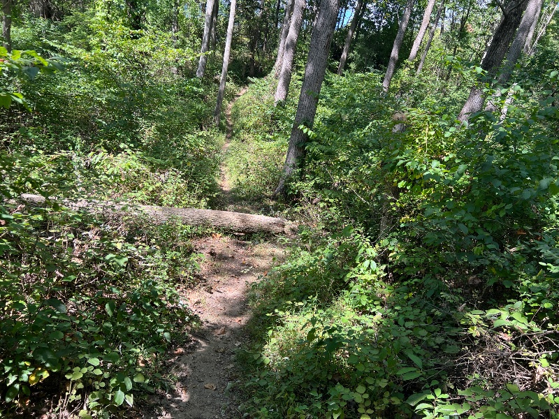 IMG_9660.jpeg