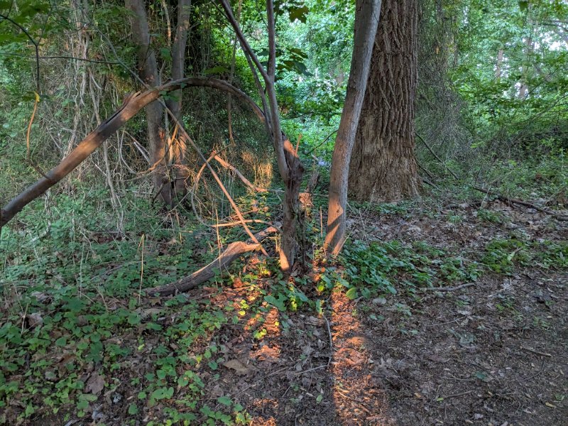 PXL_20250611_233452593.jpg