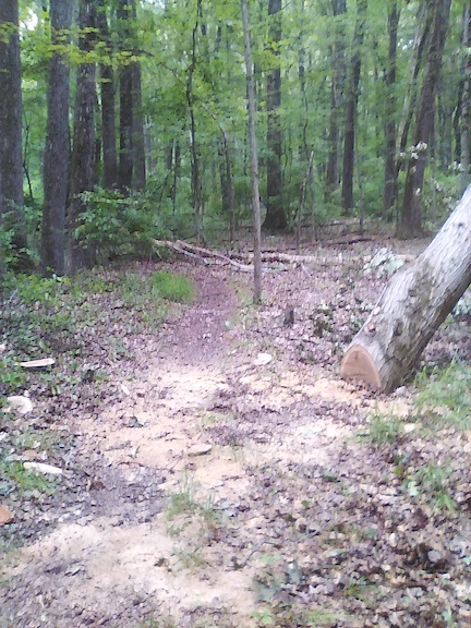 Red Trail Big tree after.jpg