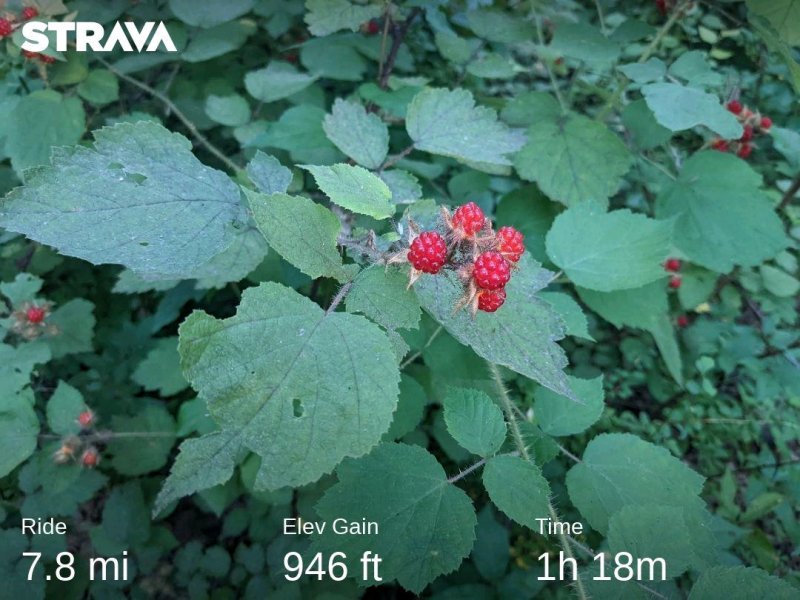 strava3651585228169896956.jpg