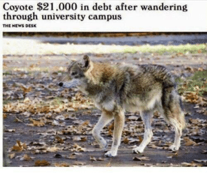 thumb_coyote-21-000-in-debt-after-wandering-through-university-campus-the-62690176.png