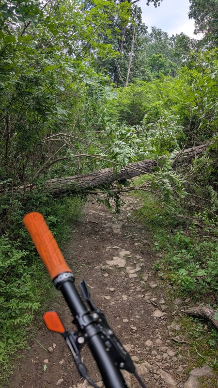 tree1.jpeg