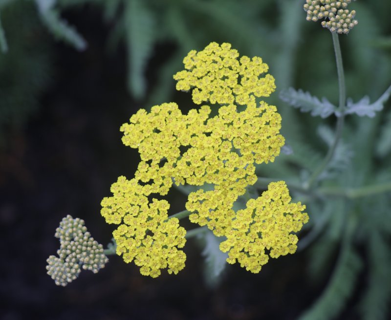 yarrow.jpg