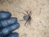 BIG spider.jpg