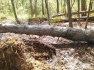 Big tree112955.jpg