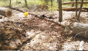 Cut tree.png