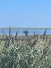 IMG_1825.jpeg