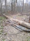 Tree on Blue trail 4-21.jpg