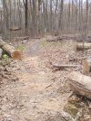 Tree On Bluetrail removed 4-21.jpg