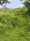 IMG_0717.jpeg