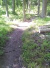 Tree on Red Cleared.jpg