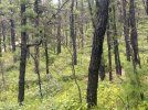 IMG_0408.jpeg