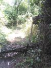 IMG_20250723_Tree on Orange.jpg