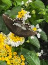 IMG_5425.jpeg