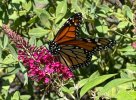 IMG_5459.jpeg
