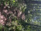 IMG_4833.jpeg