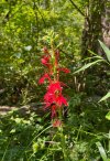 IMG_5485.jpeg