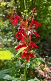 IMG_5482.jpeg