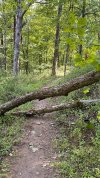 IMG_7809.jpeg