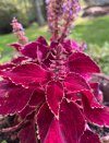 IMG_5652.jpeg