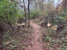 IMG_5333.jpeg