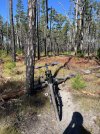 IMG_2528.jpeg